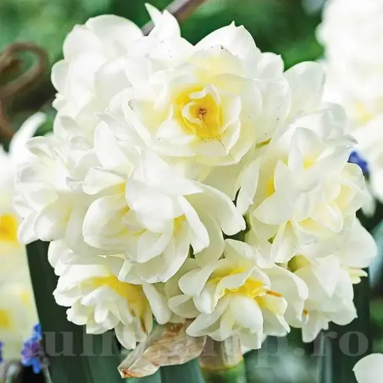 bulbi narcise erli cheer