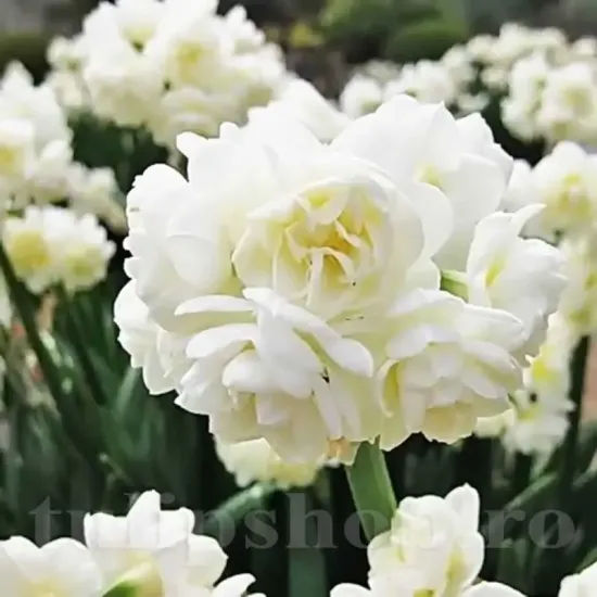 bulbi narcise erli cheer2