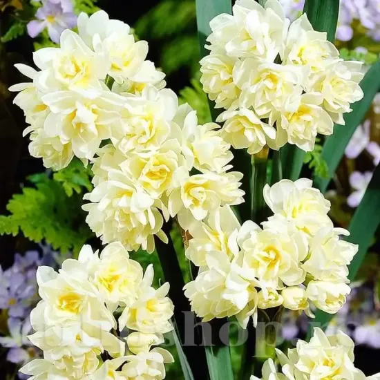 bulbi narcise erli cheer3