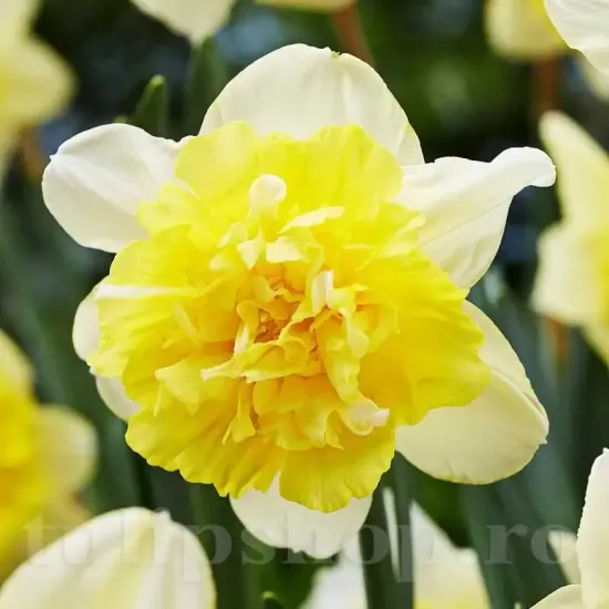 bulbi narcise full house