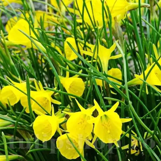 Bulbi Narcise Golden Bells bulbi narcise golden bells galben intens