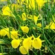 Bulbi Narcise Golden Bells bulbi narcise golden bells galben intens