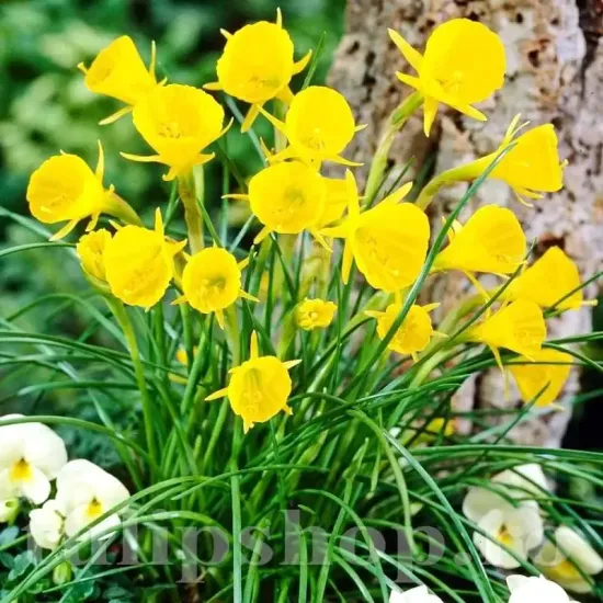 Bulbi Narcise Golden Bells bulbi narcise golden bells plantare gradina
