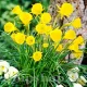 Bulbi Narcise Golden Bells bulbi narcise golden bells plantare gradina