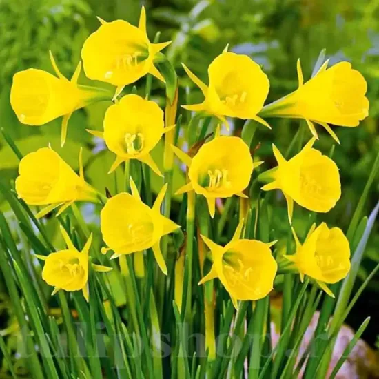 bulbi narcise golden bells3