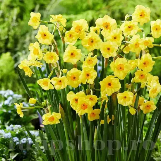 Bulbi Narcise Golden Dawn bulbi narcise golden dawn plantare gradina