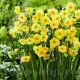 Bulbi Narcise Golden Dawn bulbi narcise golden dawn plantare gradina