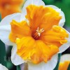 Bulbi Narcise Orangery