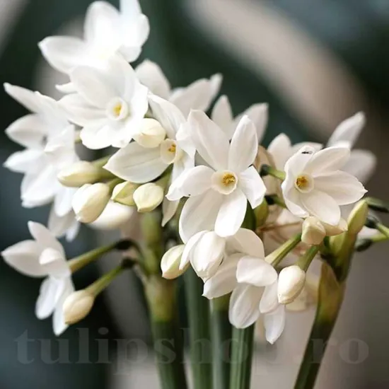 Bulbi Narcise Paperwhite Ziva bulbi narcise paperwhite ziva plantare toamna gradina
