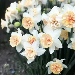 Bulbi Narcise Petit Four