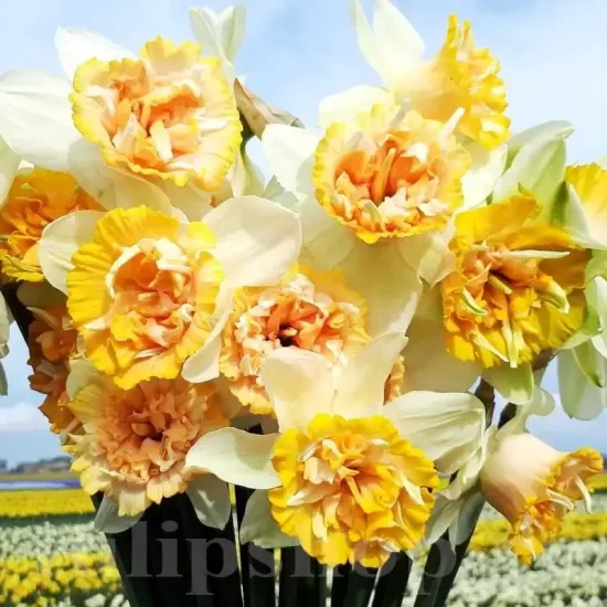 bulbi narcise petit four2