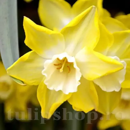 bulbi narcise pipit2