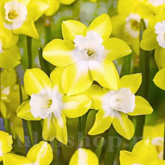 bulbi narcise pipit3