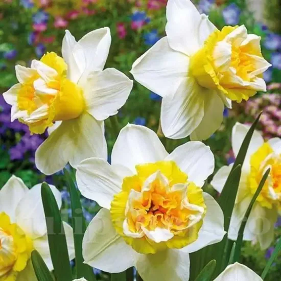 bulbi narcise popeye