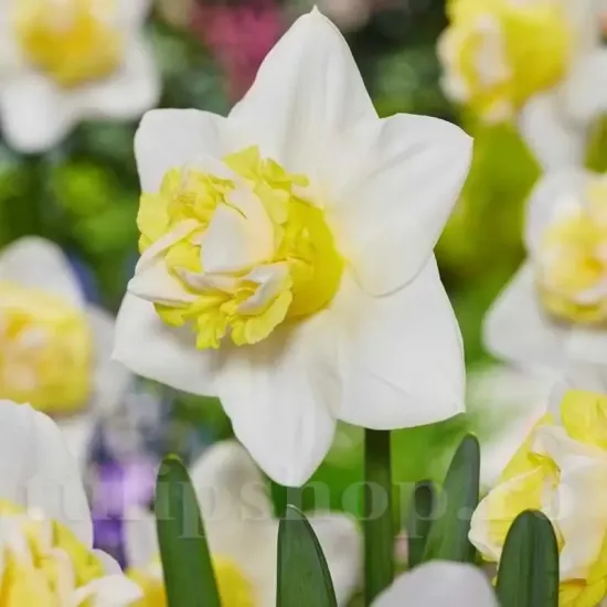 bulbi narcise popeye plantare gradina