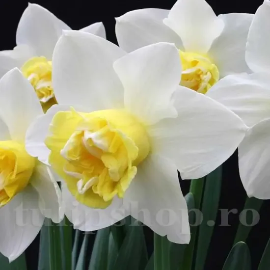 bulbi narcise popeye3