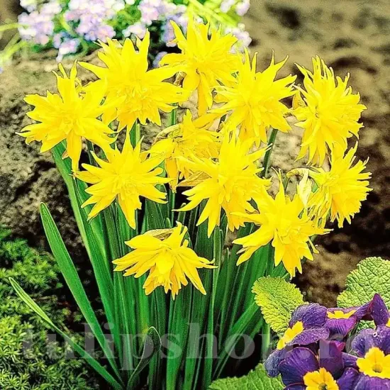 bulbi narcise rip van winkle