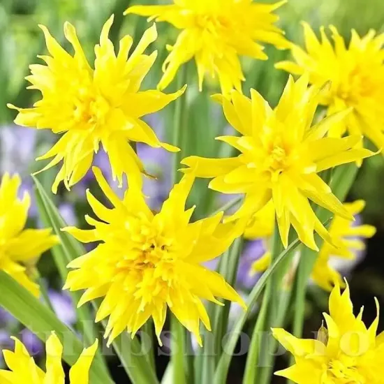 bulbi narcise rip van winkle1