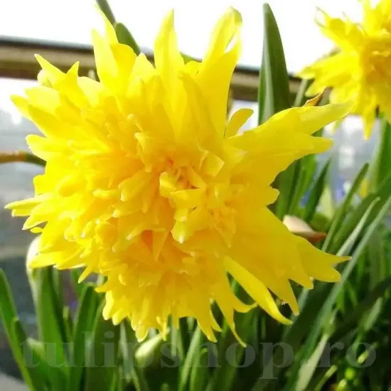 bulbi narcise rip van winkle2