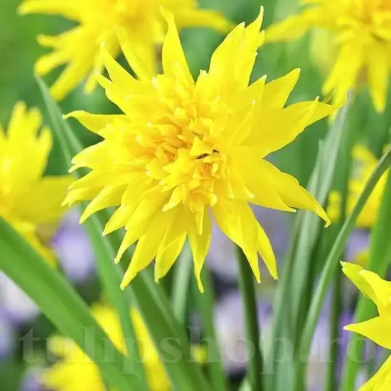 bulbi narcise rip van winkle3