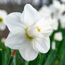 Bulbi Narcise Snowboard