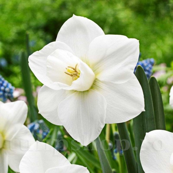 Bulbi Narcise Snowboard