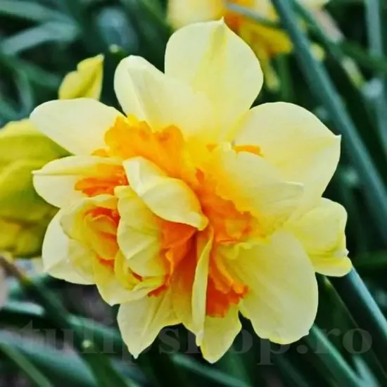 bulbi narcise texas2