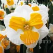 Bulbi Narcise Tricollet bulbi narcise tricollet split corona plantare toamna 110x110