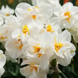 Bulbi Narcise Winston Churchill