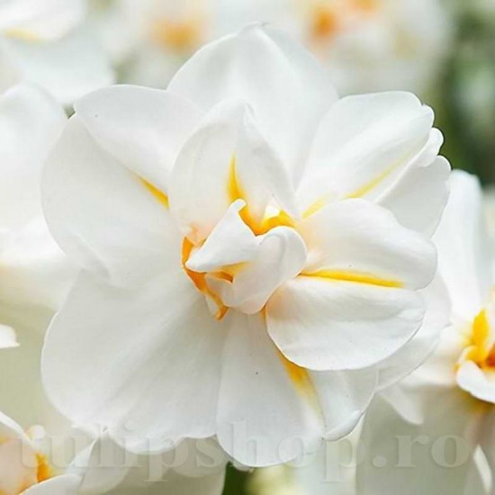 Bulbi Narcise Winston Churchill Bulbi Narcise Winston Churchill