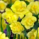 bulbi narcise yellow cheerfulness