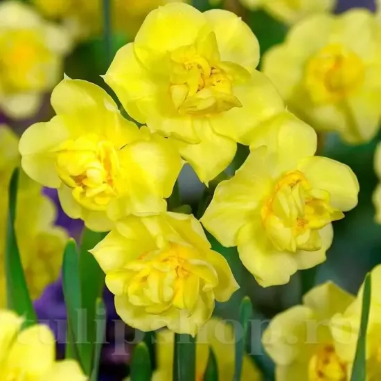 Bulbi Narcise Yellow Cheerfulness bulbi narcise yellow cheerfulness galben pal