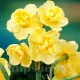 Bulbi Narcise Yellow Cheerfulness bulbi narcise yellow cheerfulness plantare gradina