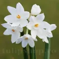 Bulbi Narcise Paperwhite Ziva