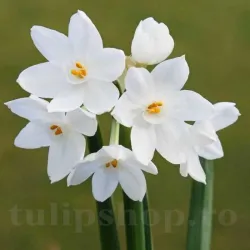 Bulbi Narcise Paperwhite Ziva