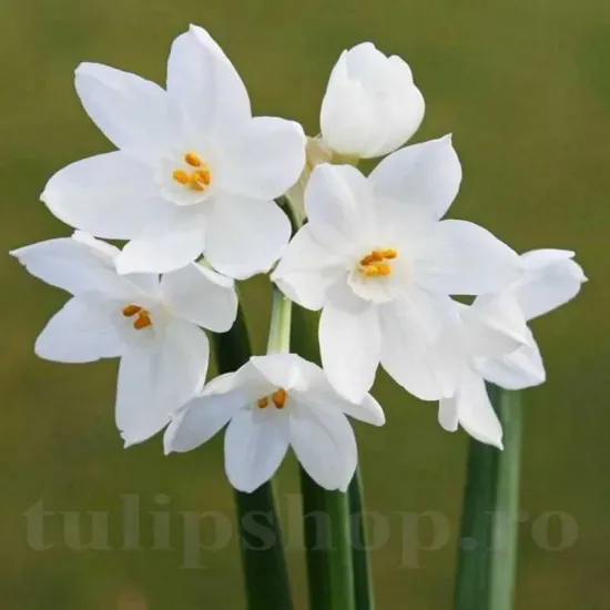 Bulbi Narcise Paperwhite Ziva narcise paperwhite ziva flori albe detaliu