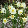 Bulbi Narcise Arctic Bells narcissus arctic bells flori galben pal detaliu 110x110