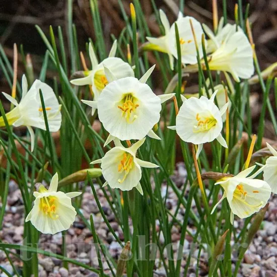Bulbi Narcise Arctic Bells narcissus arctic bells flori galben pal detaliu
