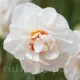Bulbi Narcise Bridal Crown narcissus bridal crown flori duble parfumate