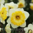 Bulbi Narcise Bright Sun narcissus bright sun bulbi narcise solare plantare toamna 110x110