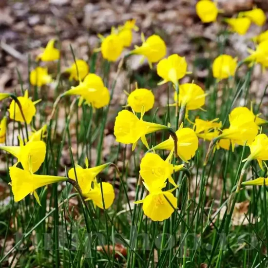Bulbi Narcise Golden Bells narcissus bulbocodium golden bells tip fustita