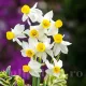 Bulbi Narcise Canaliculatus narcissus canaliculatus flori mici parfumate