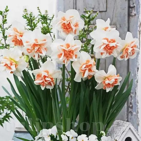 Bulbi Narcise Delnashaugh narcissus delnashaugh flori duble mari
