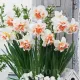 Bulbi Narcise Delnashaugh narcissus delnashaugh flori duble mari