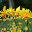 Bulbi Narcise Double Itzim narcissus double itzim bulbi narcise batute mici 110x110