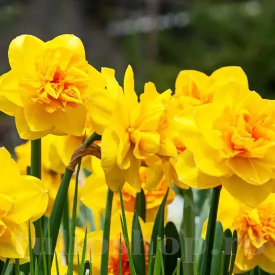 narcissus double sunrise flori duble spectaculoase
