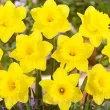 Bulbi Narcise Dutch Master narcissus dutch master trompeta mare 110x110