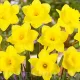 narcissus dutch master trompeta mare