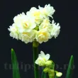narcissus erlicheer flori duble parfumate 110x110
