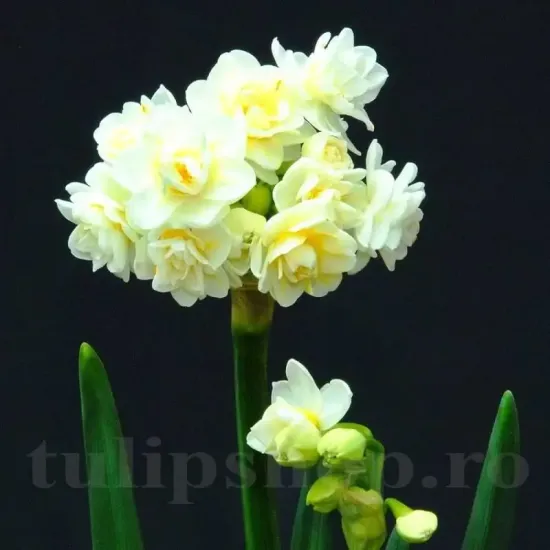 narcissus erlicheer flori duble parfumate
